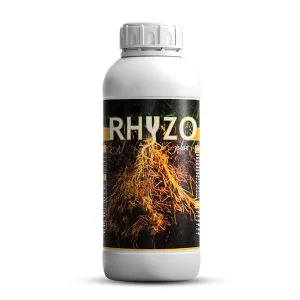 ریژو Rhyzo