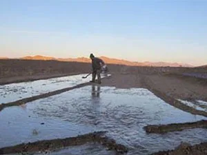 آبیاری زعفران