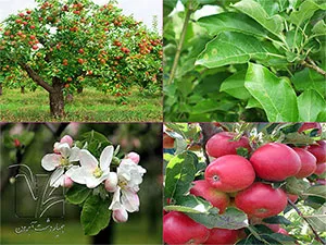 برنامه غذایی سیب