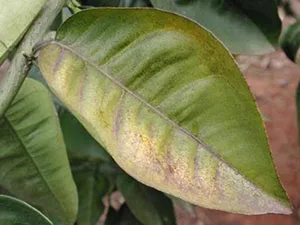 برنامه غذایی مرکبات برگ