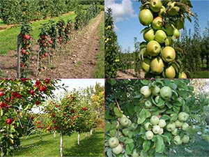 برنامه غذایی سیب
