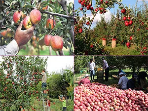 برنامه غذایی سیب