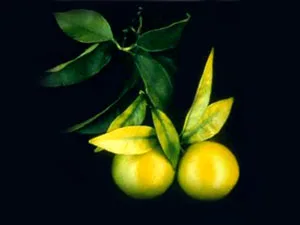 برنامه غذایی مرکبات