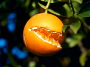 پرتقال خراب