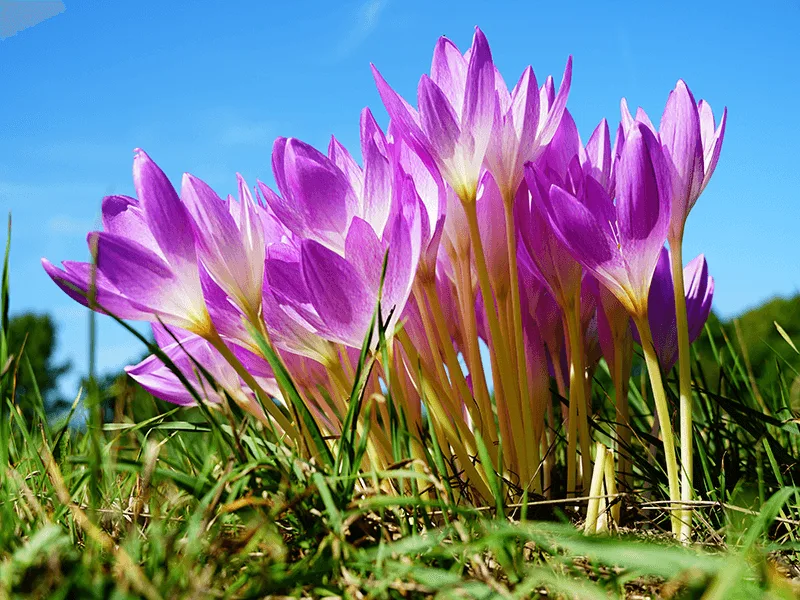 کشت زعفران