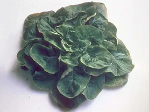 Uuauauauhuw
