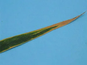 برنامه غذایی گندم