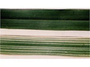 برنامه غذایی گندم