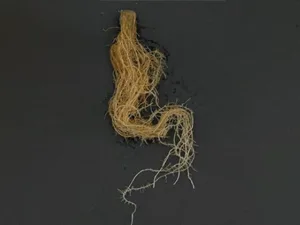 برنامه غذایی کاهو