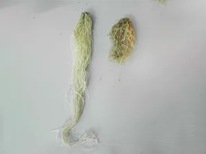 برنامه غذایی کاهو
