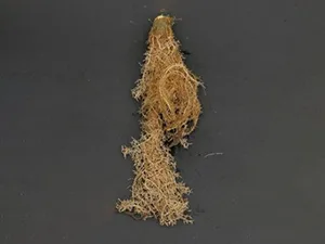 برنامه غذایی کاهو