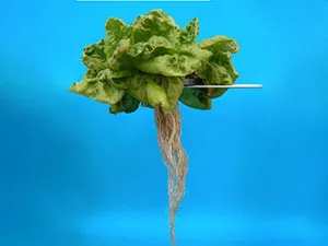 برنامه غذایی کاهو