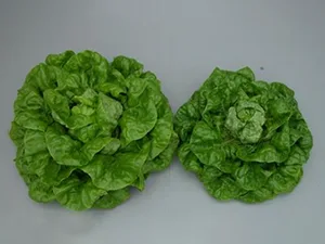 برنامه غذایی کاهو