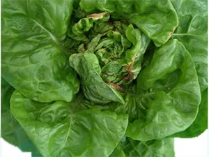 برنامه غذایی کاهو