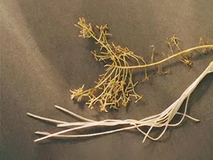 برنامه غذایی کاهو