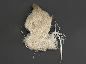 برنامه غذایی کاهو ریشه