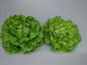 برنامه غذایی کاهو