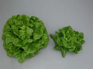 برنامه غذایی کاهو