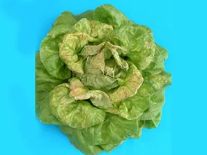 برنامه غذایی کاهو