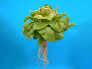 برنامه غذایی کاهو