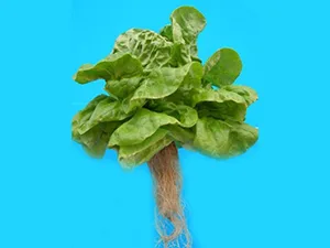 برنامه غذایی کاهو