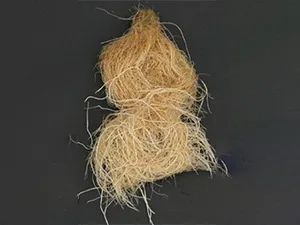 برنامه غذایی کاهو