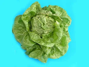 برنامه غذایی کاهو
