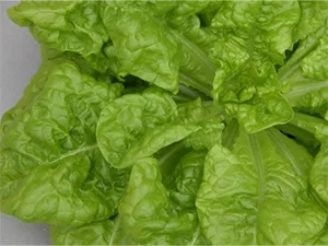 برنامه غذایی کاهو