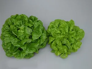 برنامه غذایی کاهو