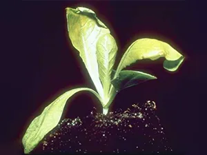 برنامه غذایی کاهو
