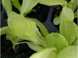 برنامه غذایی کاهو