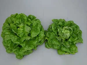 برنامه غذایی کاهو