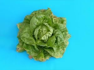 برنامه غذایی کاهو