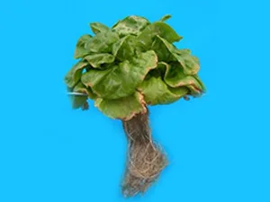 برنامه غذایی کاهو