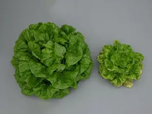 برنامه غذایی کاهو ریشه