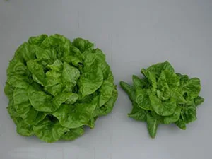 برنامه غذایی کاهو