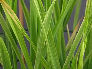 برنامه غذایی گندم