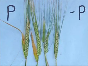 برنامه غذایی گندم