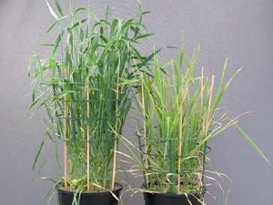 برنامه غذایی گندم