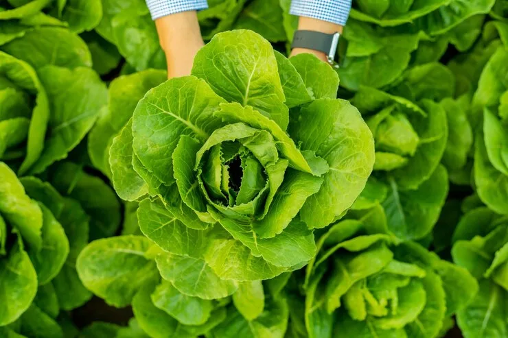 برنامه غذایی کاهو