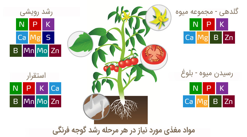 شماتیک عناصر غذایی در گوجه فرنگی