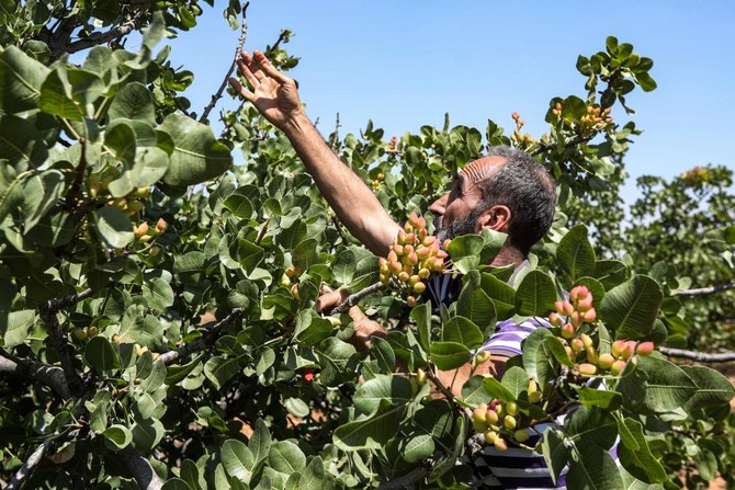 برنامه غذایی پسته