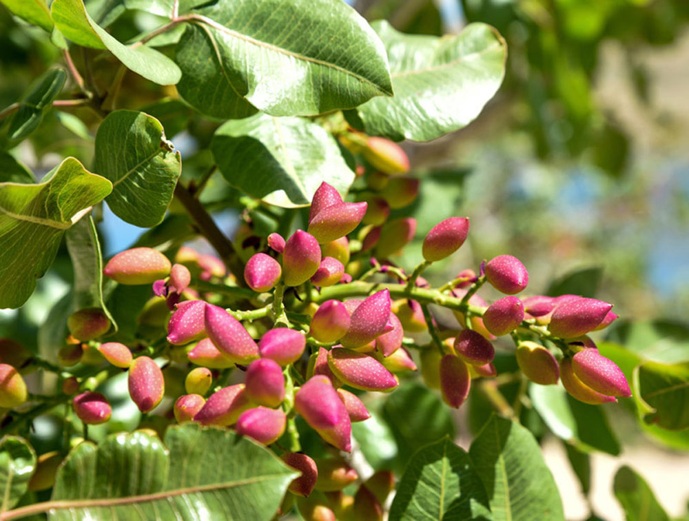 برنامه غذایی پسته