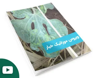 چرا باید از ویروس موزائیک خیار در مزارع صیفی‌جات مراقبت کرد؟