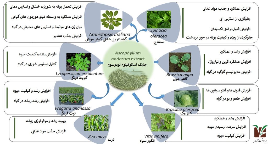 کاربرد جلبک دریائی در کشاورزی