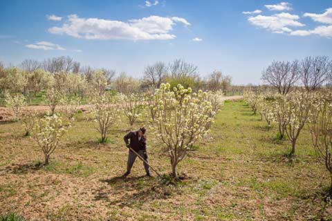 کشت بهاره