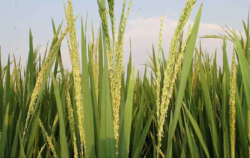 مراحل رشد و تغذیه در برنج همیار دشت آبرون