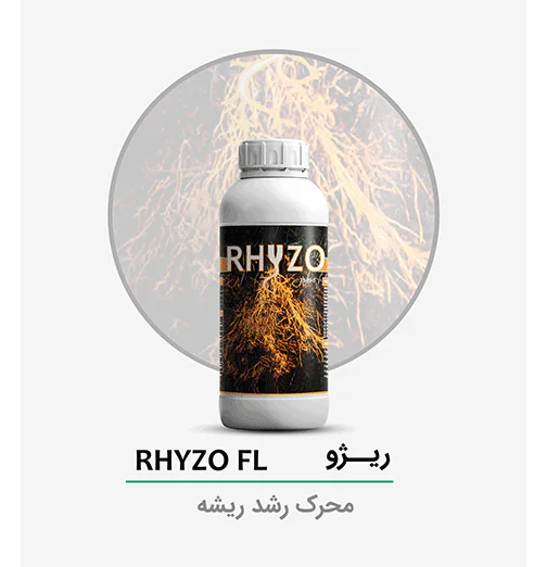Rhyzo ریژو