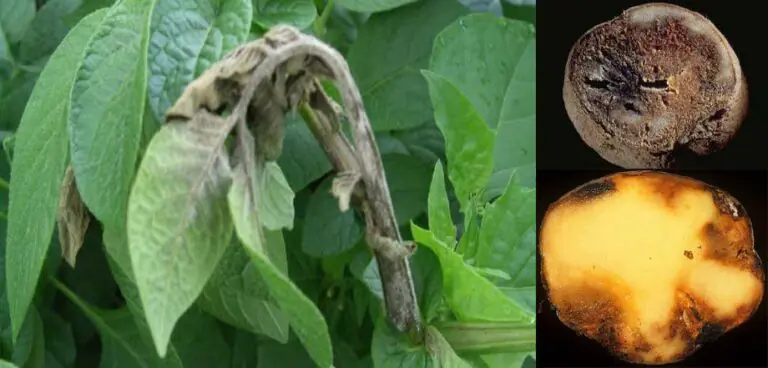 بیماری باد زدگی سیب زمینی