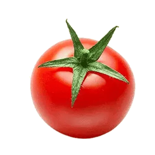 گوجه فرنگی